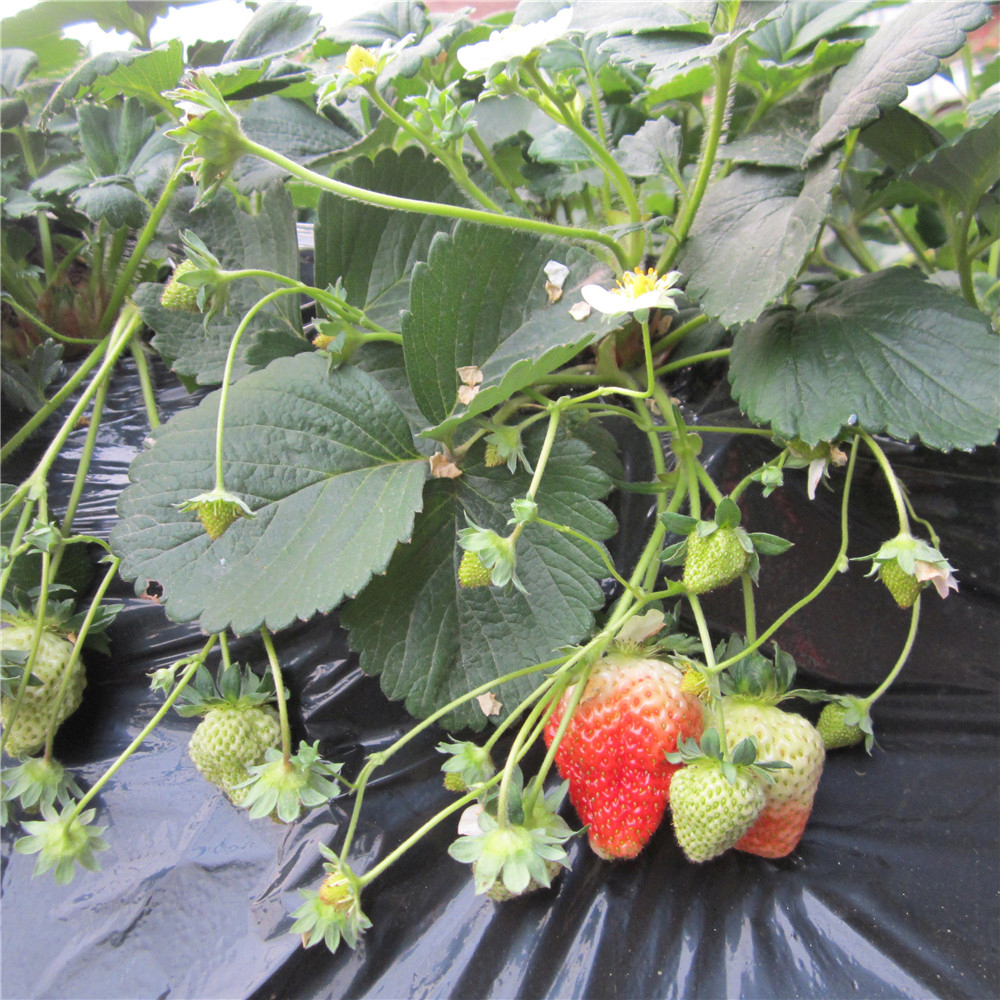 草莓苗讲解如何防止草莓育苗死苗现象？