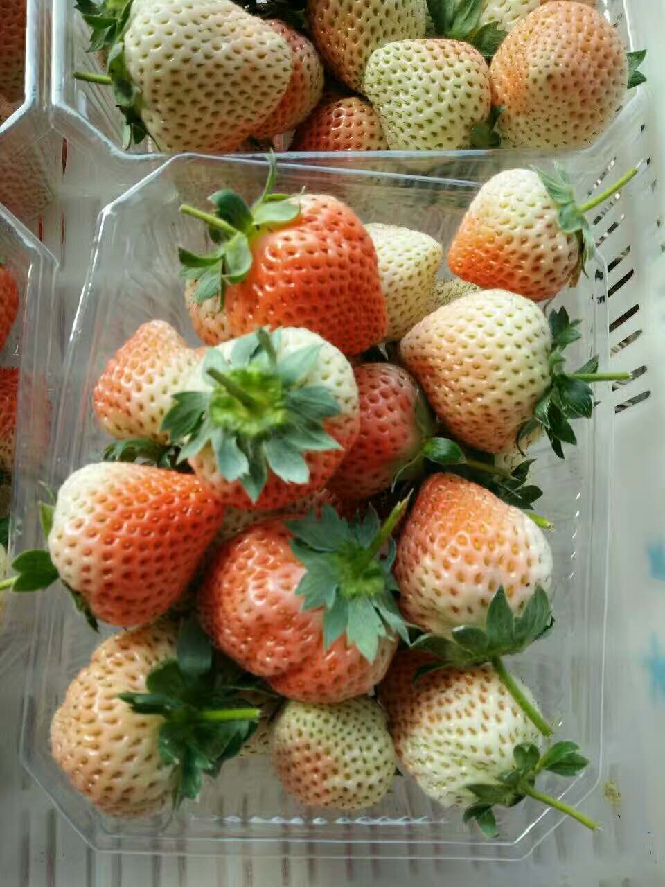 丹东草莓苗不长根原因草莓种植用什么肥料