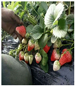 草莓苗购买后如何管理？