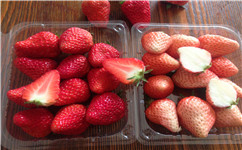 草莓苗批发草莓种植技术及日常管理方法！这么管不高产才怪