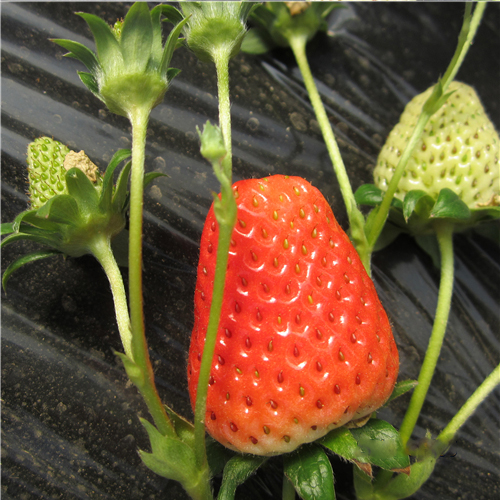 草莓苗草莓功效虽然多，但这4种千万别买！