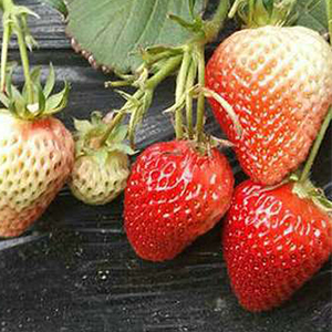丹东草莓苗分享9座城市新星崛起