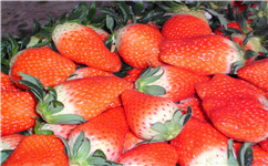 丹东四季草莓苗厂家告诉你草莓苗肥水的管理