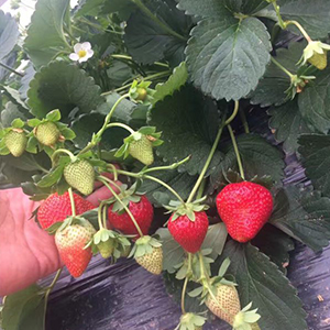 四季草莓苗价格告诉你常休眠品种和浅休眠品种