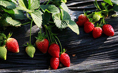 草莓苗厂家向您分享草莓重茬防治措施有哪些呢？
