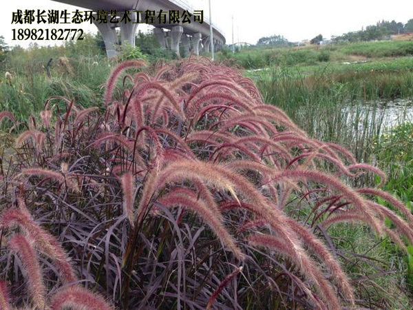 植物展示 > 观赏草品种展示      紫叶狼尾草俗名:大狗尾草,戾草,光明