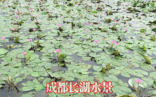 水生植物哪里有賣的?成都長(zhǎng)湖應(yīng)有盡有,保您滿意