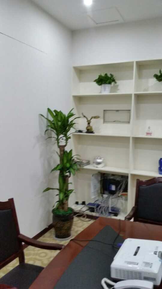 成都室内植物租摆租赁细说绿萝是非常优良的室内装饰植物之一