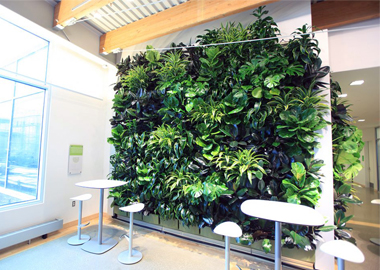 室内植物墙越来越受欢迎的三大核心价值体系