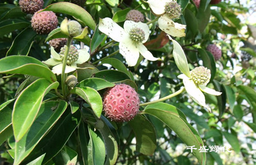 山荔枝四照花的花语:回礼—成都办公室植物租赁|成都植物养护|成都