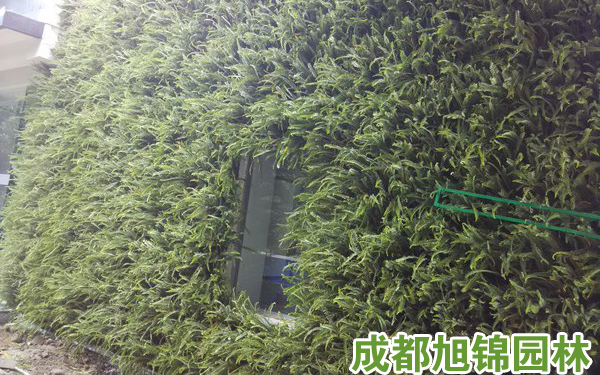 重庆植物墙多钱一平米?植物墙设计要注意哪些细节