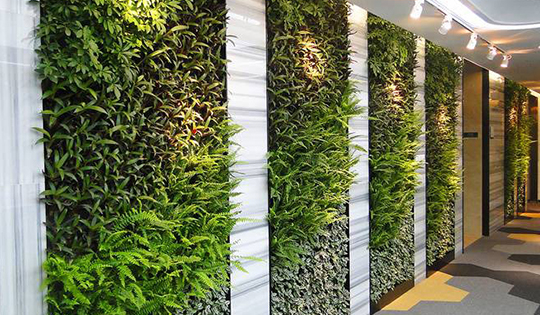 植物墙体景观的动态变化主要由哪些决定？