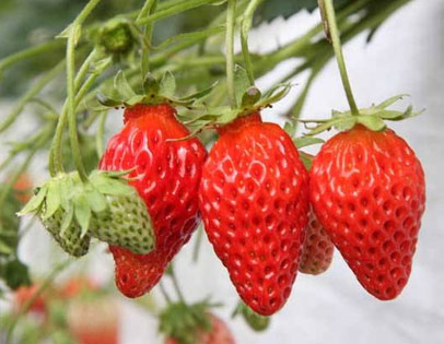 草莓采摘基地：草莓种植技巧及雷区你知道多少？