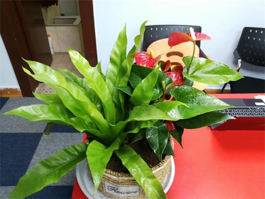 重庆办公室植物租赁
