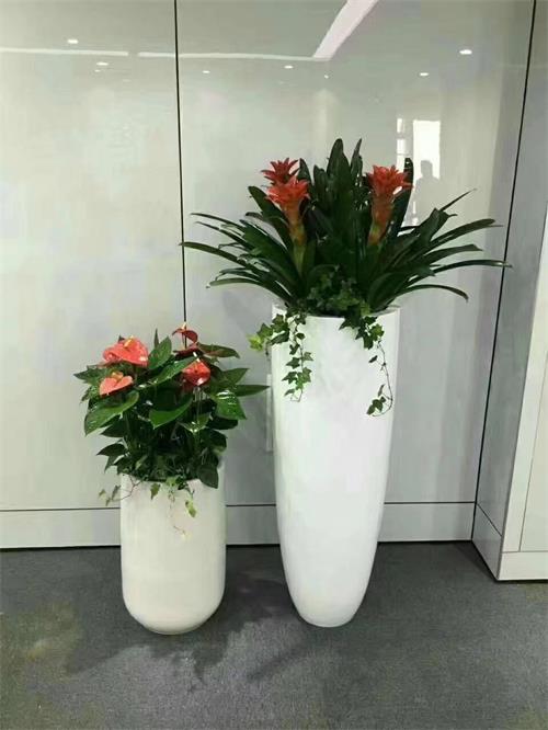 重庆植物租赁