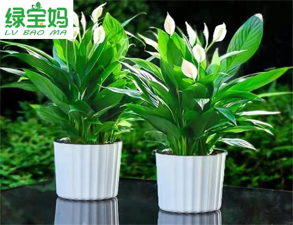 小(xiao)型(xing)植物出租