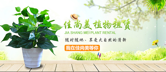 重庆植物租赁告诉你室内观叶花木怎样修剪