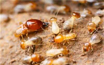 造成不利于白蚁生存的环境条件