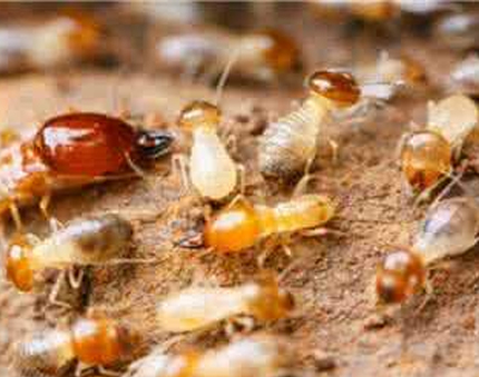 白蚁防治的基本方法及危害