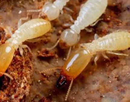 重庆灭白蚁分享白蚁蚁后怎么形成的