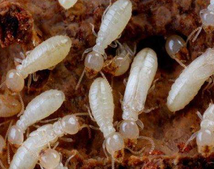 如何在家里消灭白蚁？