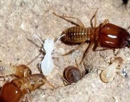 红火蚁蚁巢特征