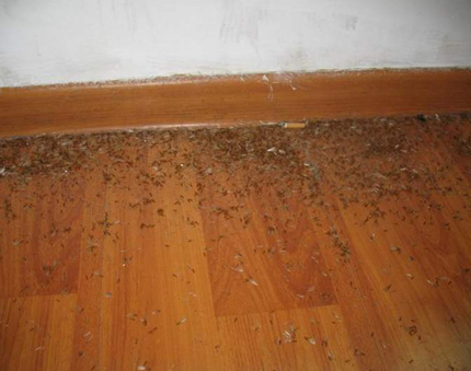 灭白蚁的时候如果发现白蚁受到伤害该怎么办
