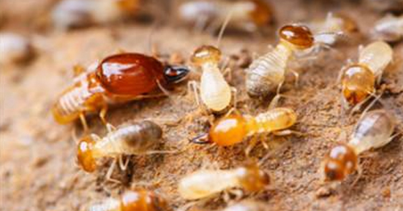 讲解一下新建白蚁防范的要求