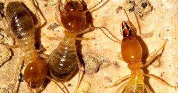 怎样进行房屋整治白蚁的防范程序？
