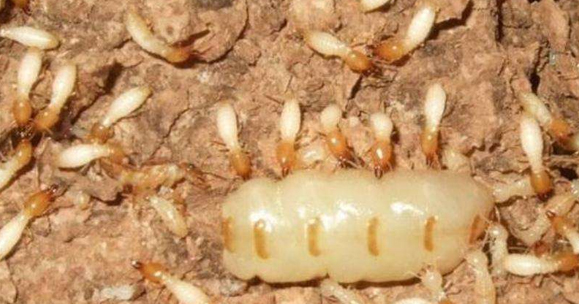 家里有白蚁和蟑螂有什么方法消灭？