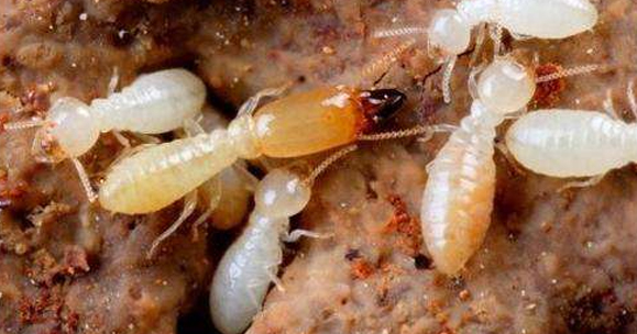 白蚁有哪些有用的防治方法吗？