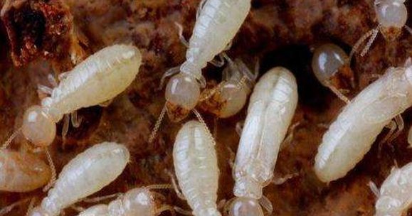 该怎样预防白蚁？哪些方法会更有用？