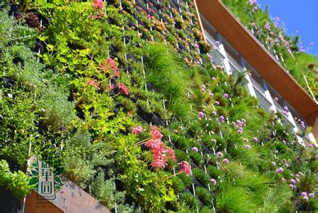 关于植物墙植物选择与养护的详解