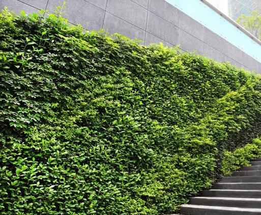 垂直绿化和活动墙的区别是什么