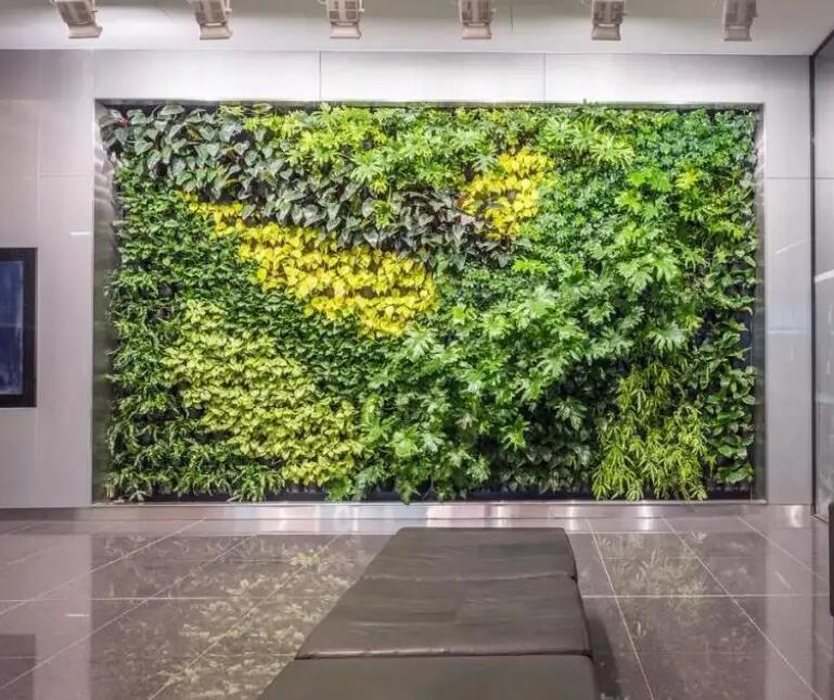 受室内环境影响室内植物墙植物选择具有特殊性
