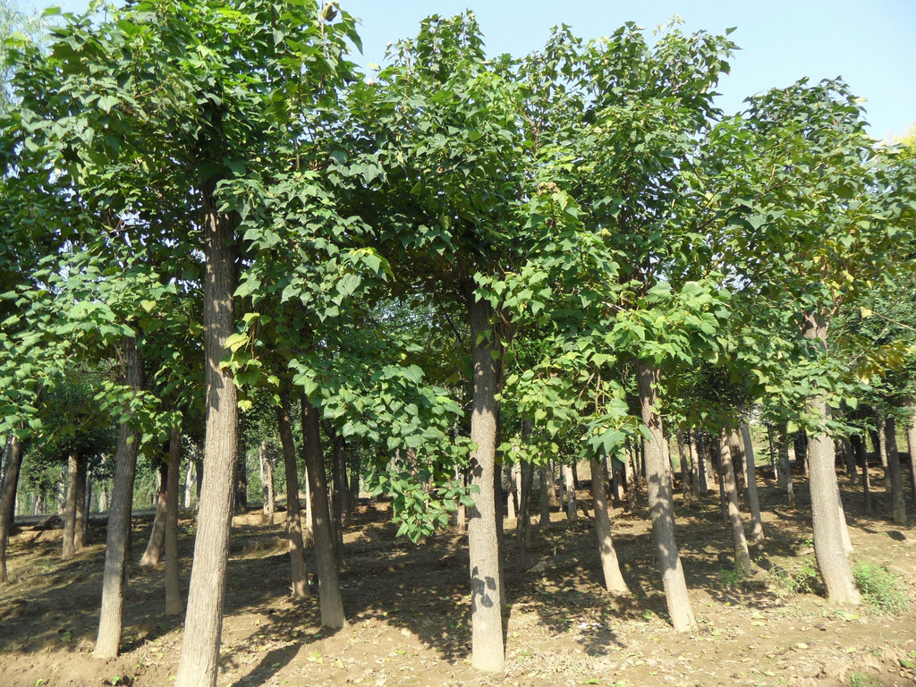 楸树厂家分享冬季和春季均可进行楸树的繁殖