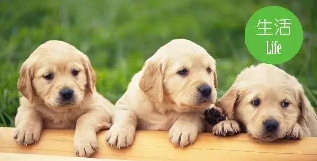 兴安盟大龙专业训犬基地为您分享幼犬的社会化训练