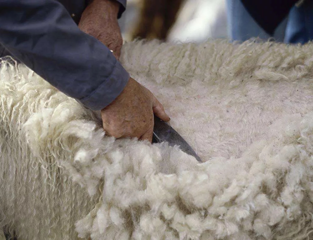 买羊毛羊绒面料需要知道的10个知识