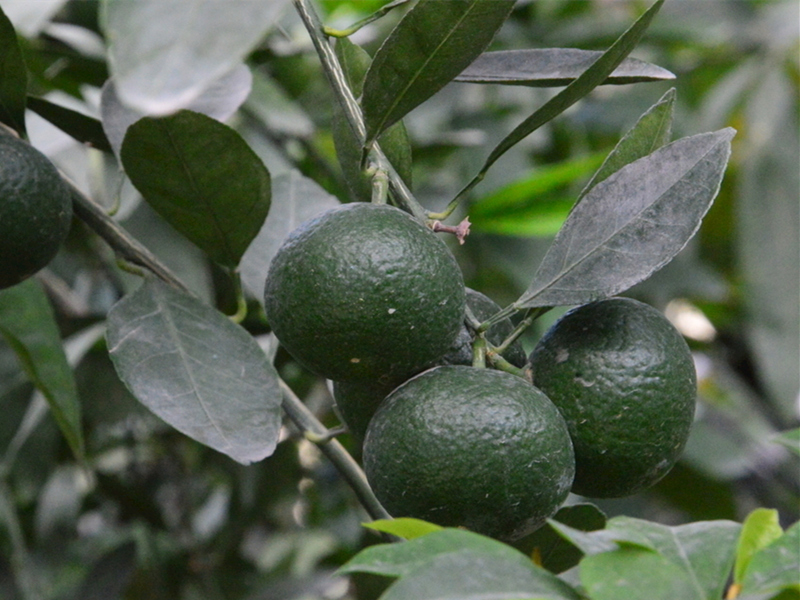 四川黄美人柑橘苗的确是一种很好的柑橘新品种，成活率高了很多