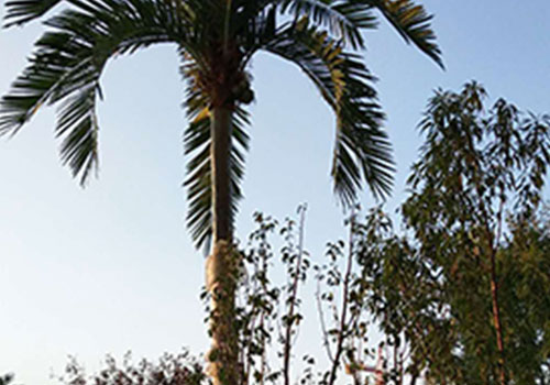 仿真棕榈树多应用于酒店、商 场、宾馆等