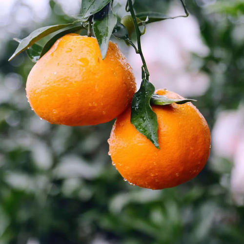 柑橘品种不断更新，哪些品种带来的经济效益最高？一起来看看