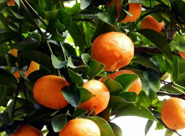 在适宜四川柑橘苗生长的季节我们应该怎么促进成果率？