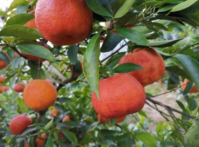 眉山柑橘黄叶死苗烂根的原因有哪些？