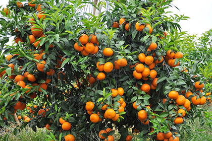 无核沃柑种植基地浅谈柑橘苗的平衡施肥技术