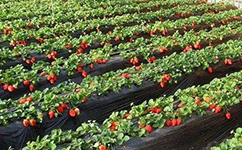 棚室草莓苗栽植要注意的三个事项