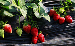 盆栽四季草莓苗种植常识