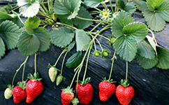 沈阳脱毒草莓苗10月份将盆栽草莓移入室内，或放在向阳的封闭式阳台上，以防发生冻害