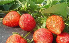 草莓苗草莓的功效与食疗作用