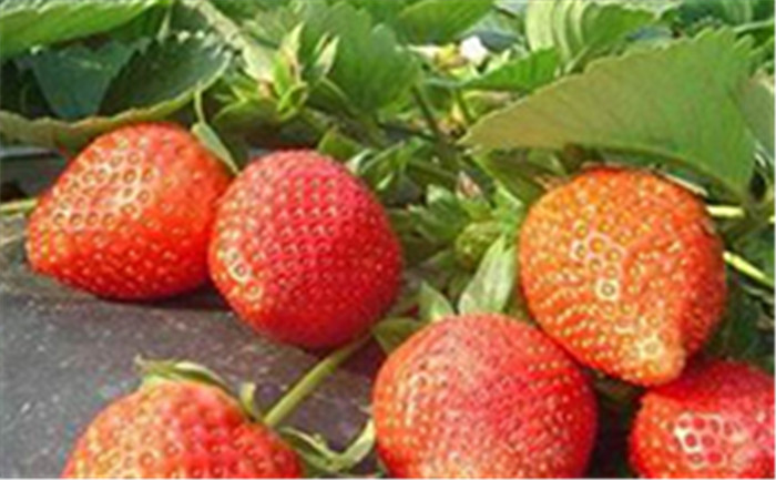丹东草莓苗分享9城新星崛起