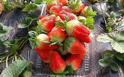 草莓苗向您分享草莓的栽植方法